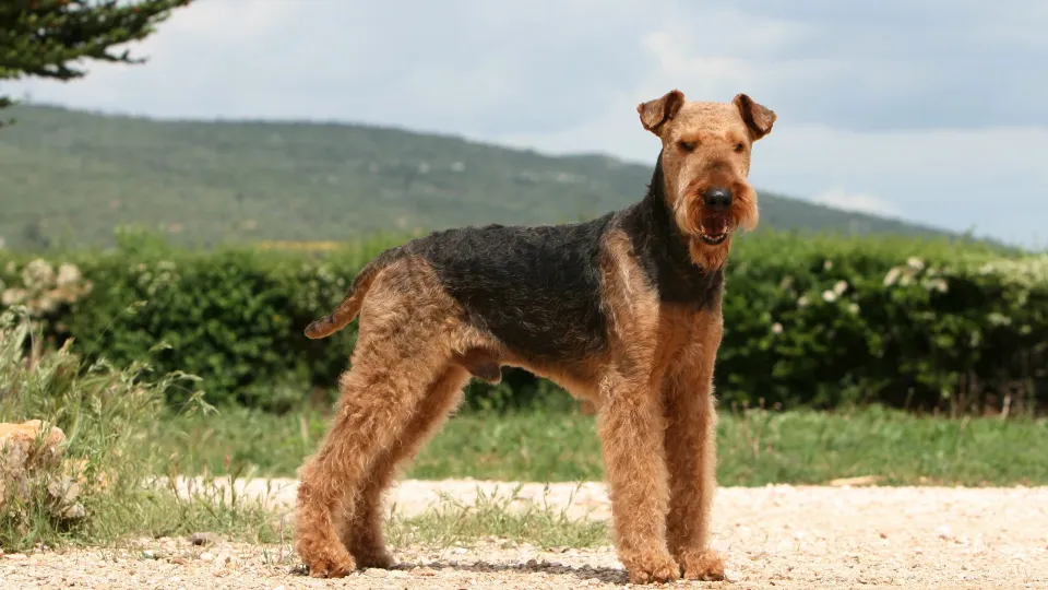 Airedale Terrier